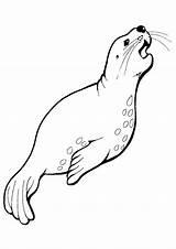 Foca Robbe Harbor Mammals Seals Lions Colorir Coloringonly Momjunction Coloringfolder Colorironline Dibujosonline Desenhos Categorias sketch template