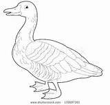 Goose Coloring Canada Pages Getcolorings sketch template
