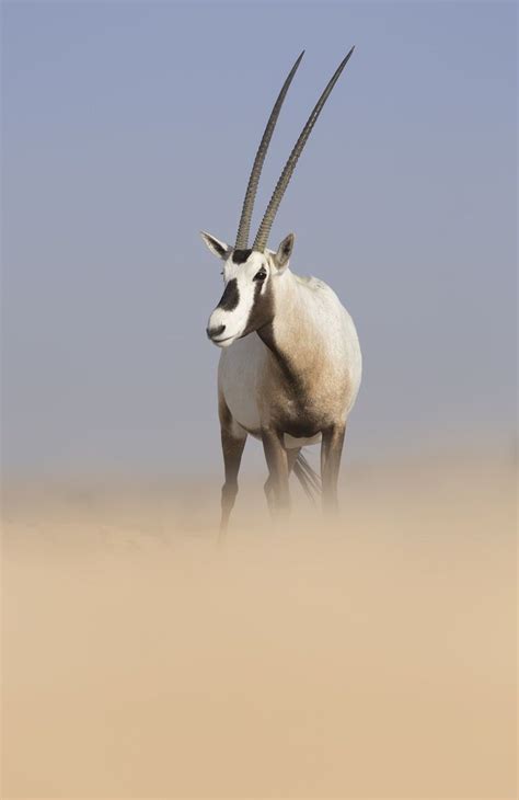 arabian oryx oryx leucoryx arabian oryx african antelope african animals