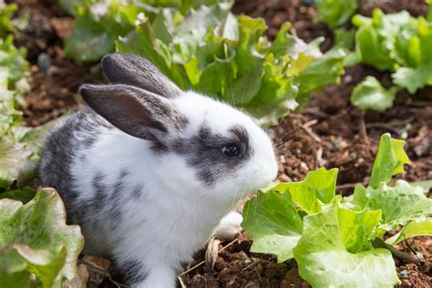 plants harmful  rabbits garden plants   dangerous  rabbits
