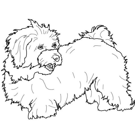 maltese dog coloring pages dog coloring page maltese dogs coloring