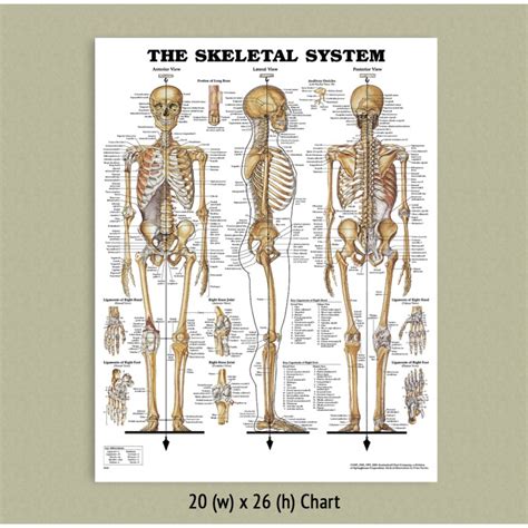talk systems colorado skeletal system anatomical chart report  findings magazettes