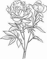 Colorare Peony Ciliegio Disegni Bambini Viole Disegnare Colouring sketch template