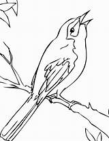 Mockingbird Ptaki Kolorowanki Flower Kolorowanka sketch template