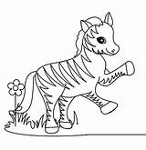 Zebra Coloring Baby Pages Cute Color Printable Getcolorings sketch template