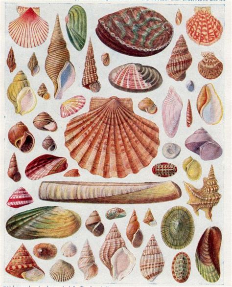 antique print sea shells vintage shell print beach decor shell decor