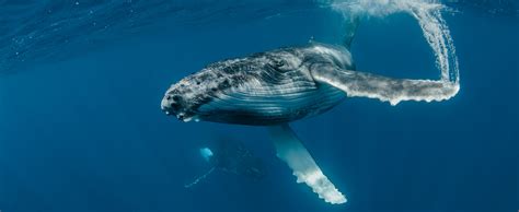 whales underwater intimate encounters  ocean giants