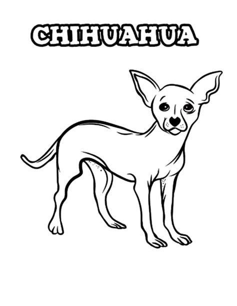 chihuahua dog coloring pages netart