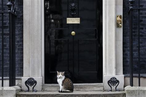 chief mouser larry  cat celebrates  years  downing street banbury fm