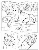 Coloring Loup Lobo Lup Geographic Colorat Lodge Planse Nature Didattica Yellowstone Cinzento Desene Lobos Loups Designlooter sketch template