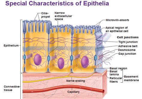 basics  epithelial tissue