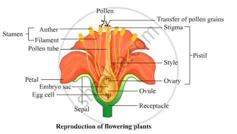 Explain Sexual Reproduction In Plants Ssc English Medium Class