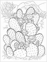 Kaktus Cactus Prickly Pear Desert Kolorowanka Druku Flowering Wydrukuj Malowankę Drukowanka sketch template