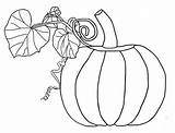 Pumpkin Coloring Vines Drawing Pages Getdrawings sketch template