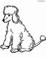 Poodle Coloring Pages Toy Printable Poodles Chow Google Kids Search Print Clip Getcolorings Silhouette Color Getdrawings Popular French Animal sketch template