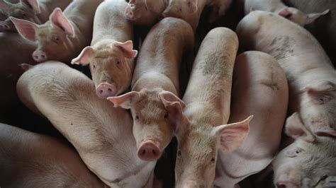 missouri supreme court rules  favor  pig farm  lawsuit