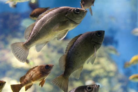 stock photo  fish swimming   freshwater aquarium