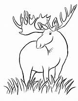 Coloring Antler Getcolorings Moose sketch template