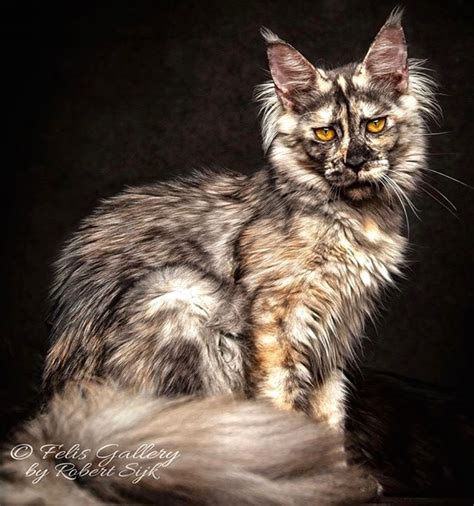 pin on maine coon cats