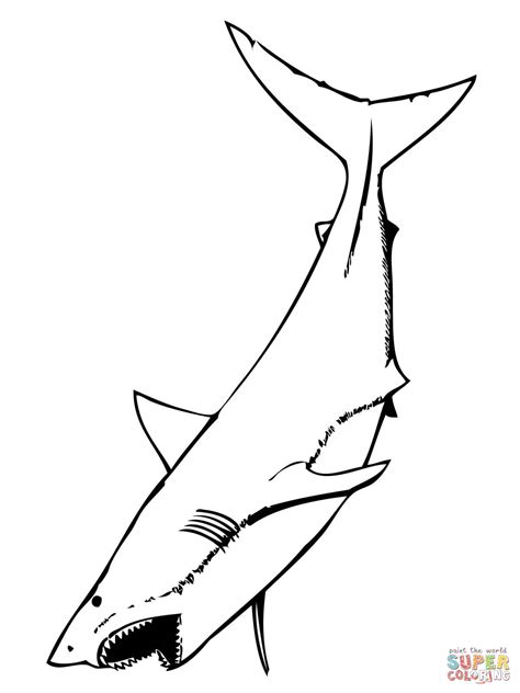 great white shark  mouth open coloring page  printable