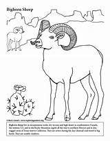 Coloring Sheep Bighorn Animals Desert Pages Habitats Color Colouring Mountains sketch template