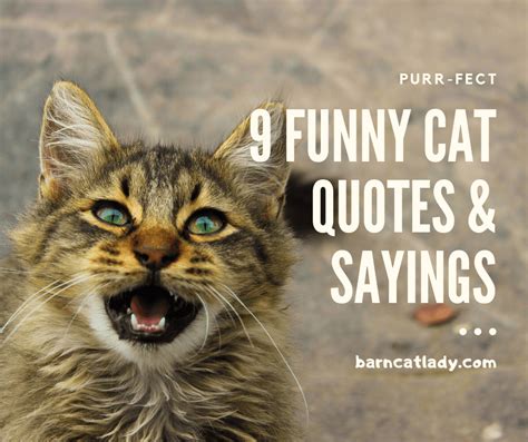 funny cat quotes  sayings  barn cat lady