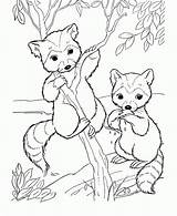 Raccoon Cute Drawing Coloring Pages Animal Printable Cartoon Getdrawings sketch template