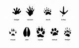 Tracks Animal Mammal Common Footprints Print Coloring Pages Identification Carlyn Iverson Coyote Zoo Raccoon Paw Foot Animals Mouse Deer Skunk sketch template