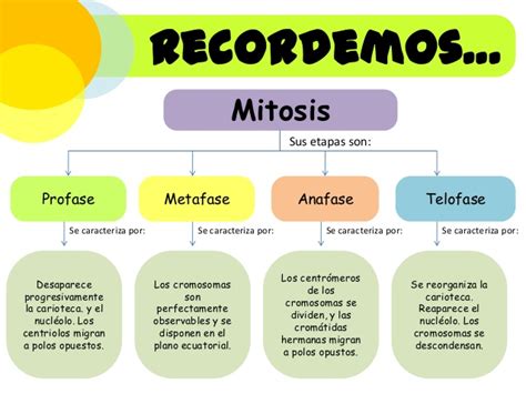 cuadros comparativos entre mitosis y meiosis cuadro