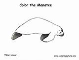 Coloring Manatee Pages Manatees Information Printing Pdf Popular Exploringnature sketch template