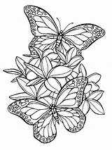 Farfalle Farfalla Tattoos sketch template