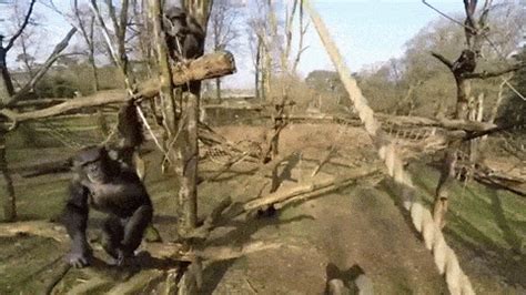 scientists   chimp drone attack  premeditated