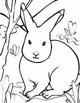 Coloring Arctic Hare Popular sketch template