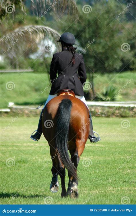 horse rider stock photo image  mammal female championship