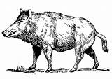 Boar Wild Coloring Clipart Hog Big Edupics Pages Hunting Transparent Wildschwein Clipartkey Printable sketch template