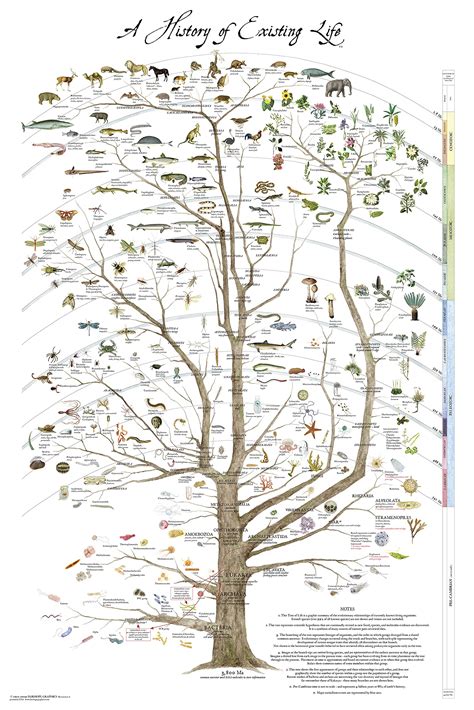 tree  life poster print science poster natural history  existing life    buy