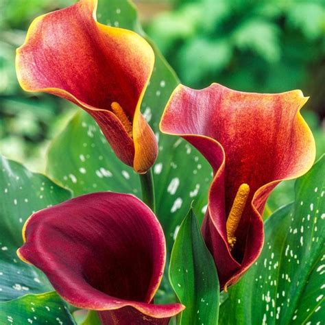 gardens alive purple haze calla lily bulbs  lowescom