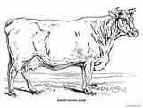 Coloring Cow Shorthorn Pages Old Fashioned Clipart Dairy Clip Cliparts Library Comments Coloringhome sketch template