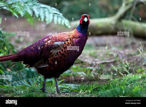 english pheasant high resolution stock photography  images alamy
