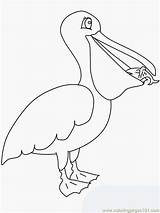 Pelican Coloring Pages Pelicans Animals Birds Template Color Orleans Clipart Boyama Colouring Bird Pdf Coloriage Kuş Kids Library Seç Pano sketch template