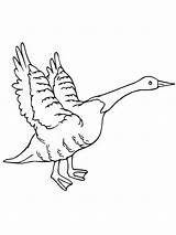 Goose Coloring Geese Flying Drawing Canada Pattern Color Silhouette Getdrawings Netart sketch template
