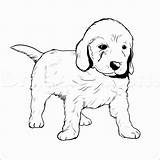 Golden Retriever Coloring Puppy Pages Drawing Goldendoodle Dog Puppies Drawings Line Labrador Lab Cute Draw Color Easy Printable Pitbull Labradoodle sketch template