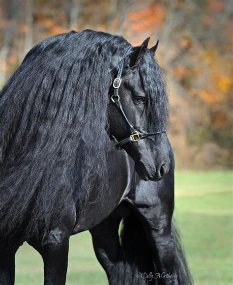 wybren friesian stallion friesianhorses friesian horse photography black horses friesian