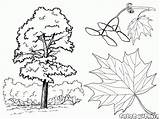 Castagno Maple sketch template