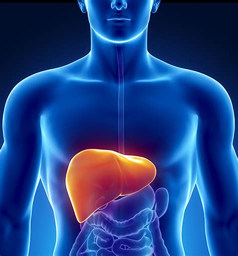 liver lets find  facts gastroenterology
