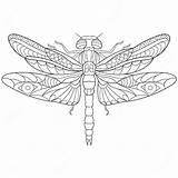 Dragonfly Zentangle Stiliserade Dragonflies Illustrationer sketch template