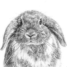 lop eared rabbit bunny limited edition art drawing print etsy uk