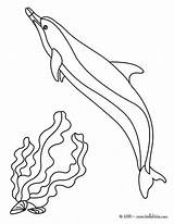 Delfin Delfines Chino Sided Dauphin Hellokids Dolphins Delphin Lumba Golfinho Halaman Ikan Peces Haiwan Golfinhos Cria Mewarna Kertas Eau Saltando sketch template