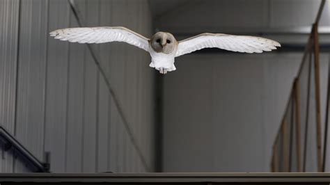 lily  barn owl reveals  birds fly  gusty winds qnewshub