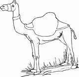 Camel Coloring Pages Printable Kids Animals Animal Drawing Dromedary Cute Arabian Drawings Bestcoloringpagesforkids sketch template